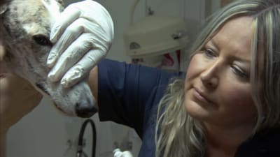 Tanja Hakkarainen är veterinär vid Evidensia och importerar spanska vinthundar. De blir ofta övergivna eller dödade efter jaktsäsongen i Spanien. 