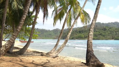 Panamalainen paratiisiranta palmuineen 