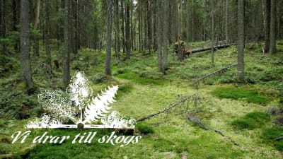 Mossig granskog