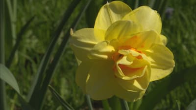 Narcissus Tahiti är en gul blomma med lite orange i mitten