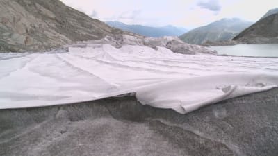 Rhôneglaciären i Schweiz täcks in i filtar för att inte smälta