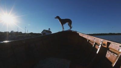 Hund i fören på båt