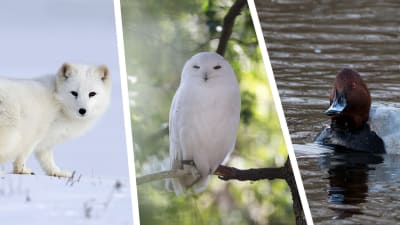 Utrotningshotade djurarter i Finland