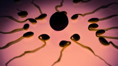 Spermier som omringar en äggcell.