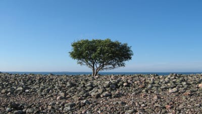Ett ensamt träd på ön Jurmo.