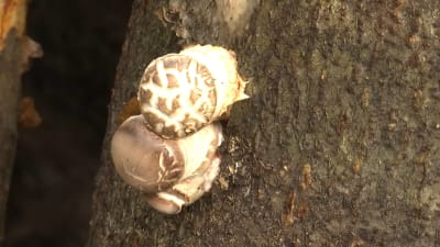 Shiitake, en svamp som växer på en trästubbe i Karislojo.