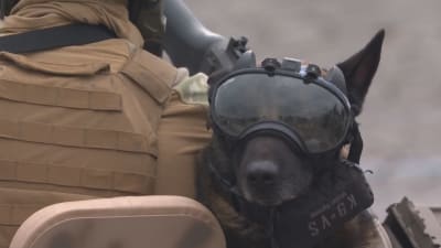 En insatshund på militärparad i Paris.