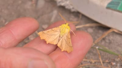 En klargul fjäril med beige vingar sitter i en människas hand.