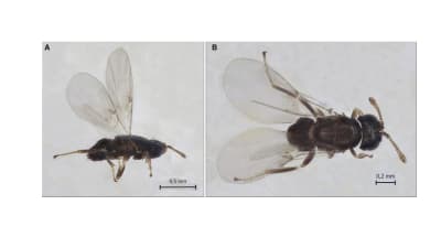 Ixodiphagus hookeri on pienikokoinen loispistiäinen