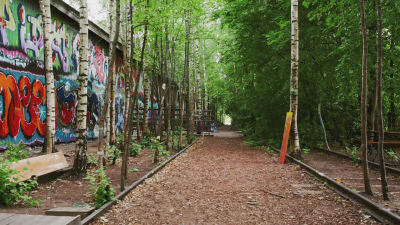 Tågspår som det växer träd mellan, en vägg med graffitimålningar på.