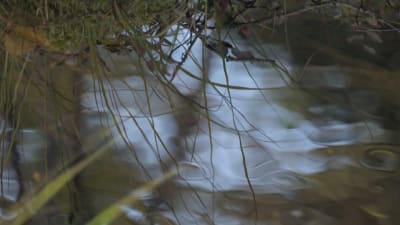naturbild