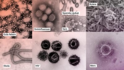 Olika virus fotograferade i mikroskåp. 