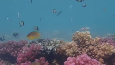 Koraller i Stora Barriärrevet