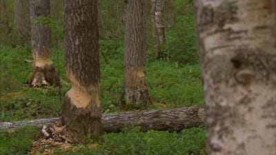Trädstammar som gnagats av kanadensisk bäver.