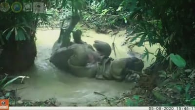 Noshörning ( Rhinocerus sondaicus) njuter av gyttjebad på Java i Indonesien