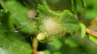 En ljusgrön spindel klättrar på en spunnen boll som sitter fast i blad.