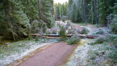 Omkullfallet träd över skogsstig i Borgå