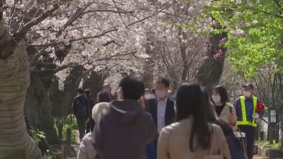 Körsbärsblomning i Japan