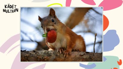 Orava istuu puunoksalla mansikka suussaan.