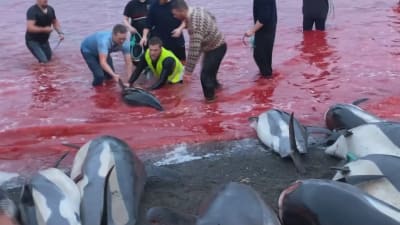 Blodigt vatten och män som håller i en delfin som de försöker slakta.