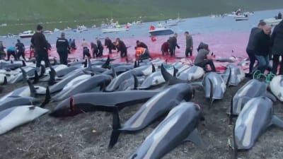 Slaktade delfiner som ligger uppradade på en strand. Människor i bakgrunden vid strandkanten som håller på att slakta delfiner i rött vatten.