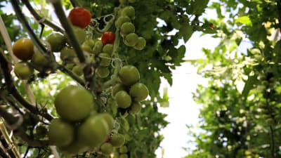 Tomater som mognar i ett växthus