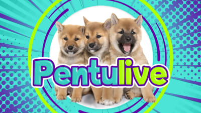 Kolme shiba inun pentua poseeraa kameralle. Kuvassa lukee Pentulive ja sen ympärillä on värikkäitä elementtejä.