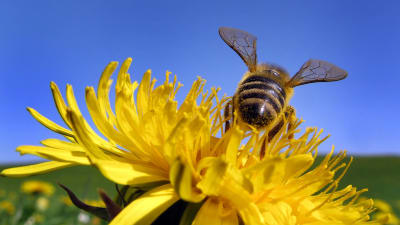 Närbild på ett bi som har landat i en knallgul maskros. 