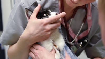 veterinär håller i katt samtidigt som annan vårdare tar blodprov från kattens hals.