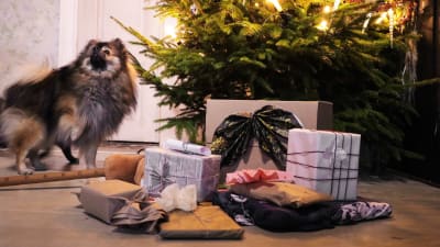 Joulukuusen edessä lattialla lahjapaketteja ja koira.