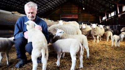 Jukka Tobiasson med några lamm i ett fårhus.