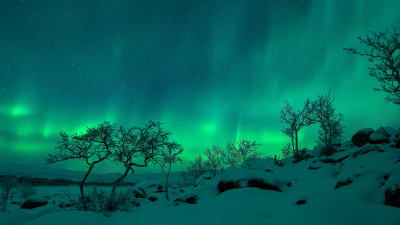 Vihreät revontulet loimuavat Lapin talvisella yötaivaalla. Lumipeitteisen maiseman etualalla on matalakasvuisia lehtipuita, taustalla tuntureita.