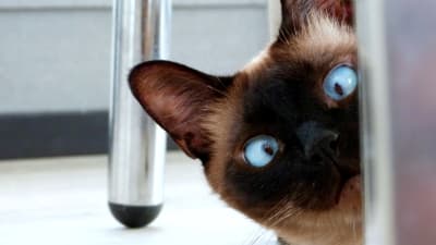 En katt med blå ögon tittar fram bakom ett stolsben.