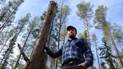 Jussi Saarinen står lutad mot en kapad trästam som är tre meter hög.