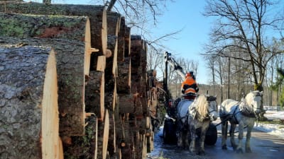 Hög med stockar och skogsarbetande hästar i Kokon i Borgå