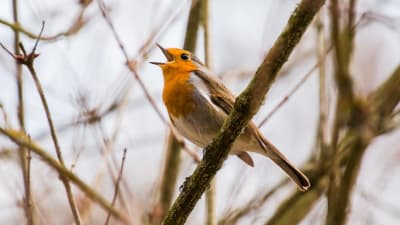 En fågel som sjunger
