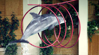 Delfin hoppar genom ringar i Särkänniemi delfinarium