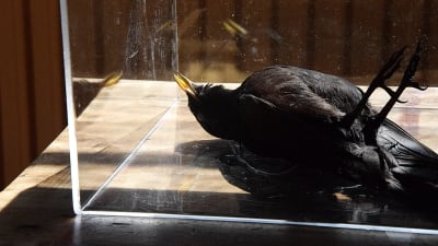 död svart fågel i vitrin