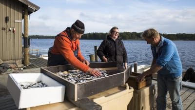 Henrik, Johanna och Jörgen Kjellgren sorterar fisk.