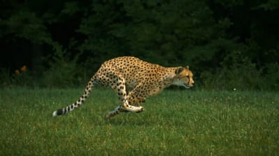 Springande gepard.