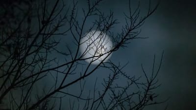 Månen lyser genom några kala trädgrenar.