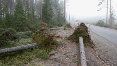myrskyssä kaatuneita puita tien vieressä