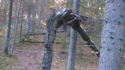 bruten trädstam
