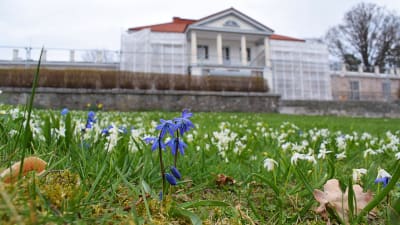 Blåa och vita vårblommor på gräsmattan framför den ståtliga vita huvudbyggnaden på Söderlångvik gård.