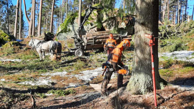 Skogsavverkning i parkskogen i Kokon, Borgå