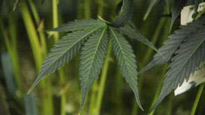 Spotlight: Cannabis som botar?