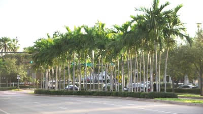 Gatorna i Key Biscayne är kantade av palmer.