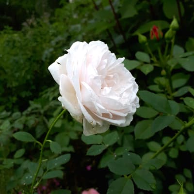 En vit ros