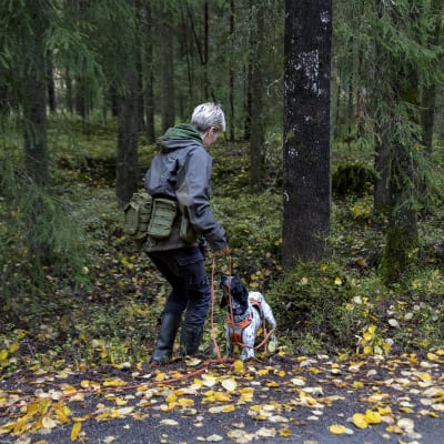 Tanja Karpela työskentelee koiransa kanssa metsässä ja etsii liito-oravan hajua.