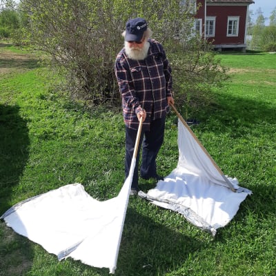 Heikki Henttonen kerää puutiaisia nurmikolta puurimoihin kiinnitettyjen kankaiden avulla.